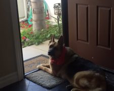 SARGE LOOKING OUTSIDE FROM HIS BRONZE ROLL-AWAY DAILY OBSERVATION POST