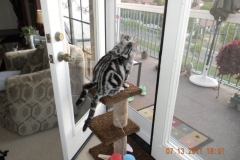 WILLIE AND NILLIE AND WHITE FRENCH CLEARVIEW SWINGING SCREEN DOORS WITH PET LITE MESH
