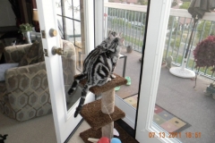WILLIE AND NILLIE AND WHITE FRENCH FULL VIEW SWINGING SCREEN DOORS WITH PET LITE MESH